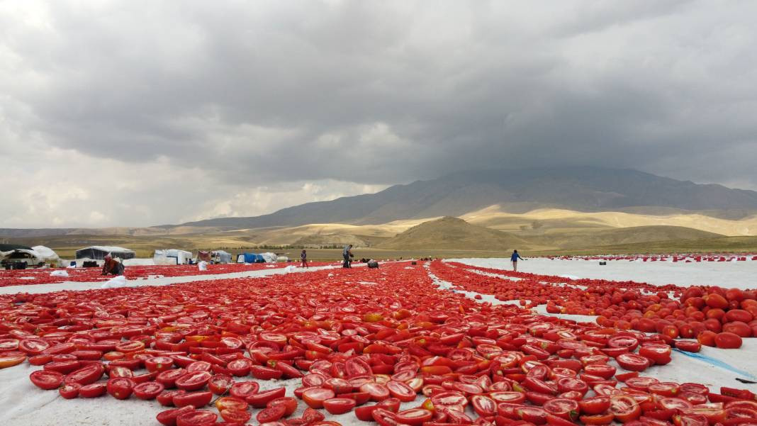 Süphan Dağı’nda yetişiyor 12 kilodan 1 kilo çıkıyor. Türkler 1 kilo bile alamıyor - Resim: 13